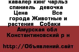  кавалер кинг чарльз спаниель -девочка › Цена ­ 45 000 - Все города Животные и растения » Собаки   . Амурская обл.,Константиновский р-н